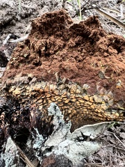 Pisolithus arenarius