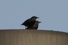 Sturnus vulgaris