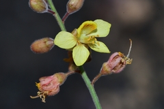 Hoffmannseggia microphylla