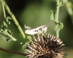 Paraidemona