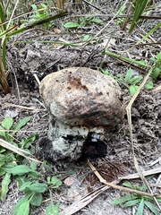 Pisolithus arenarius