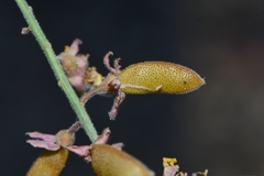 Hoffmannseggia microphylla