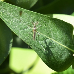 Toxorhynchites rutilus