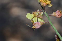Hoffmannseggia microphylla