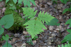 Pteridium aquilinum latiusculum
