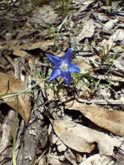 Wahlenbergia stricta