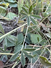 Lupinus lepidus