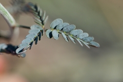Hoffmannseggia microphylla