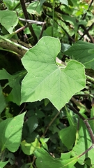 Cyclanthera