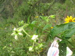 Loasaceae