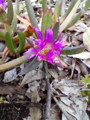 Carpobrotus modestus