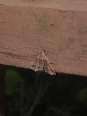 Phalaenophana pyramusalis