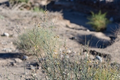 Hoffmannseggia microphylla