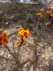 Dillwynia sericea