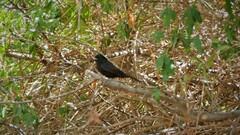 Knipolegus aterrimus