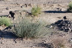 Hoffmannseggia microphylla