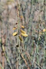 Hoffmannseggia microphylla