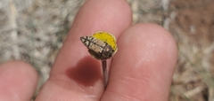 Acmaeodera mixta