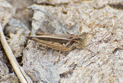 Orphulella