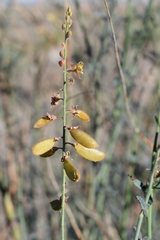 Hoffmannseggia microphylla