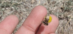 Acmaeodera mixta