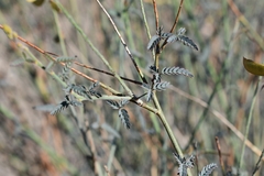 Hoffmannseggia microphylla