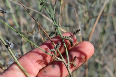 Hoffmannseggia microphylla