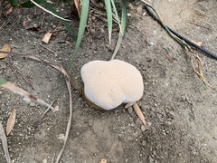 Ganoderma polychromum