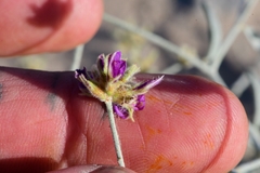 Psorothamnus emoryi emoryi