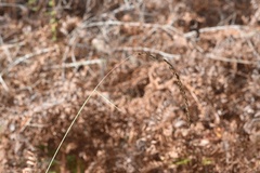 Sorghastrum elliottii