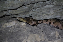 Agkistrodon contortrix