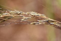 Sorghastrum elliottii