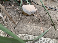 Ganoderma polychromum