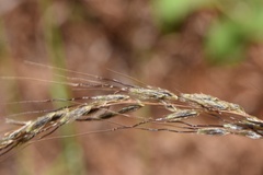 Sorghastrum elliottii