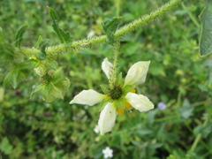 Loasaceae