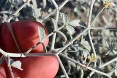 Psorothamnus emoryi emoryi