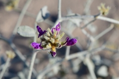 Psorothamnus emoryi emoryi