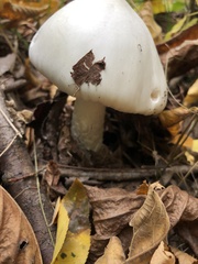 Amanita polypyramis