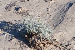 Psorothamnus emoryi emoryi