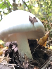 Amanita polypyramis