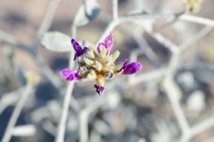 Psorothamnus emoryi emoryi