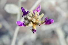 Psorothamnus emoryi emoryi