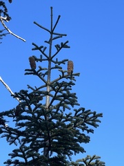 Abies magnifica shastensis
