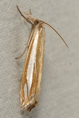 Crambus satrapellus