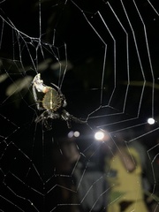 Eriophora nephiloides