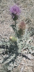 Cirsium undulatum