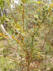 Gompholobium grandiflorum