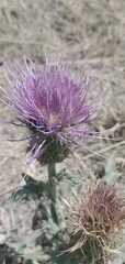 Cirsium undulatum