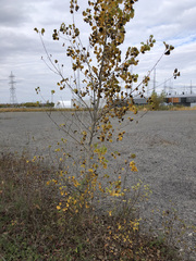 Populus deltoides
