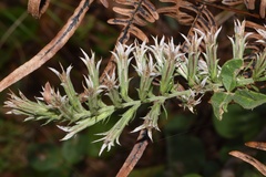 Liatris hesperelegans